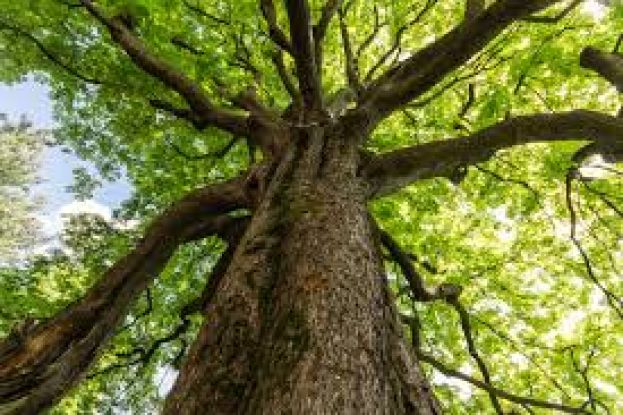 Serra, celebrata la “Festa degli alberi”: gli studenti danno il loro contributo per il futuro del pianeta