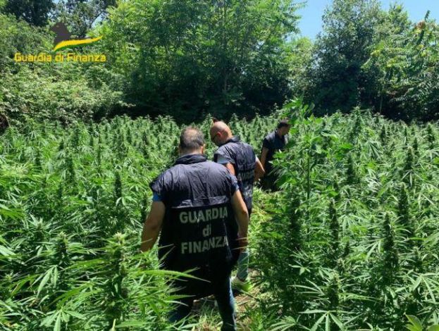 Individuata piantagione di marijuana con 650 arbusti