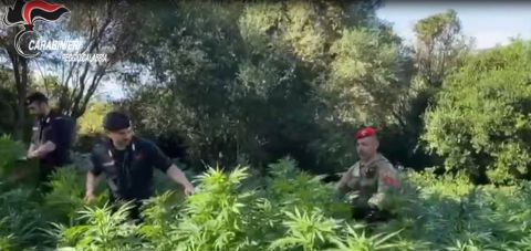 Gestivano una coltivazione di marijuana, arrestati