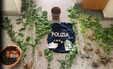 Coltivazione di marijuana scoperta nel Vibonese, un arresto