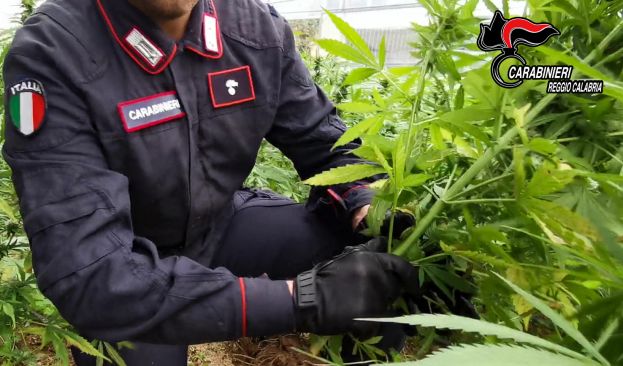 Scoperta coltivazione con 800 piante di cannabis, un arresto