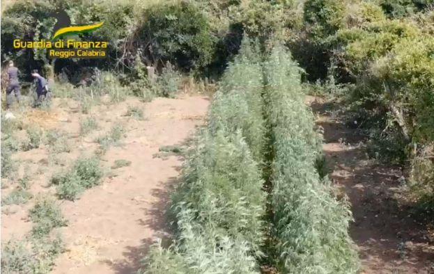 Operazione “Rail Verde” contro la produzione di marijuana, 16 misure cautelari