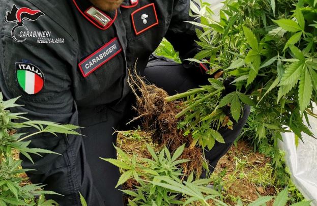 Sorpreso a prendersi cura di 100 piante di marijuana, arrestato