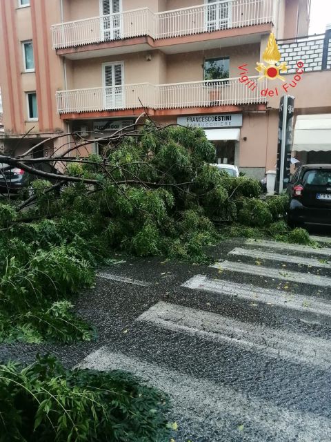 Maltempo in Calabria, albero si abbatte sulla sede stradale a Lamezia Terme