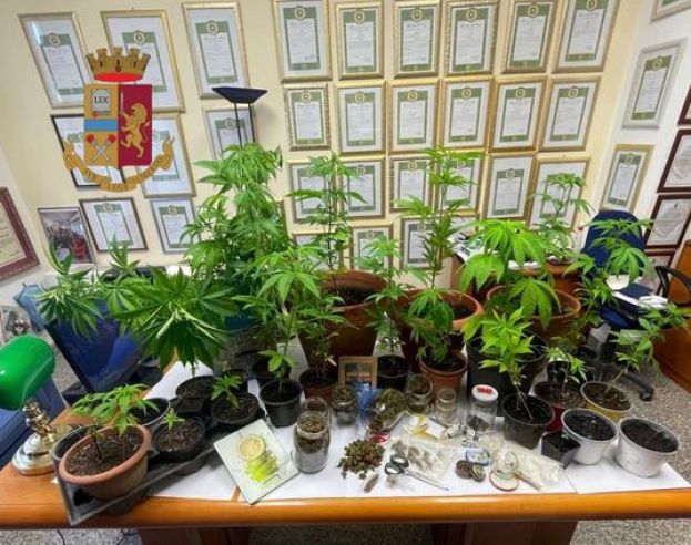 Piantagione di marijuana scoperta nel Vibonese