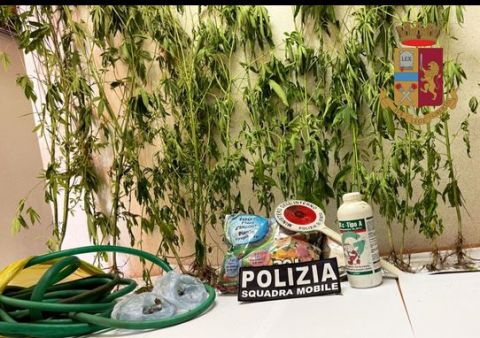 Coltivava piante di marijuana in casa, arrestato