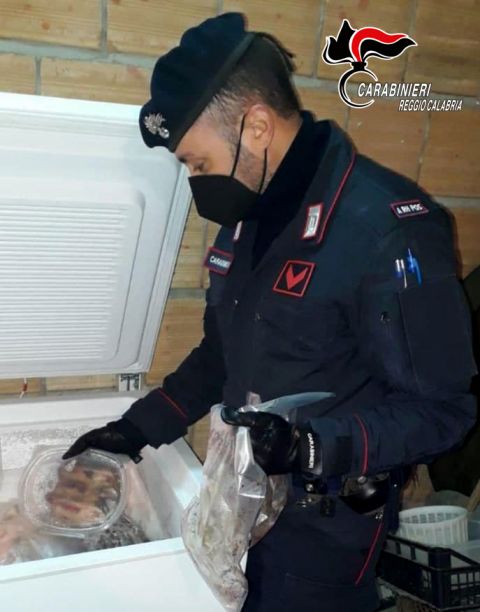 Oltre 200 ghiri rinvenuti nel congelatore, confezionati in pacchetti. Tre arresti per produzione di stupefacenti