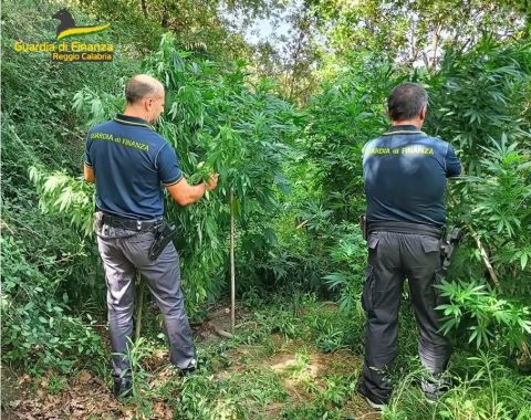 Piantagione di marijuana su terreno confiscato, manette per un 60enne