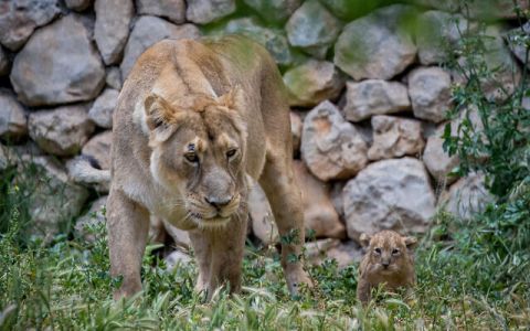 Iran, leonessa apre la gabbia e sbrana il custode dello zoo
