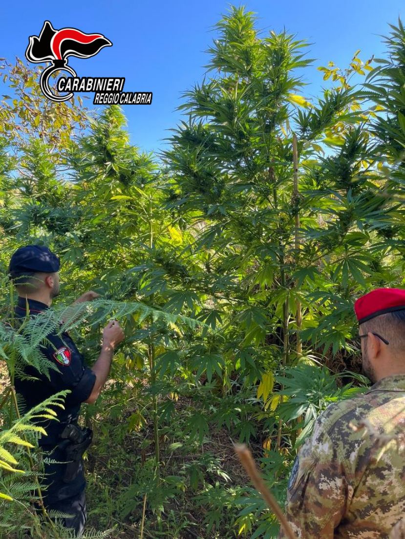 Sorpresi a coltivare piantagione di marijuana, arrestati