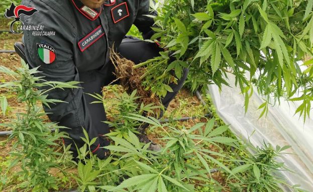 Rinvenuta una piantagione di marijuana, un arresto