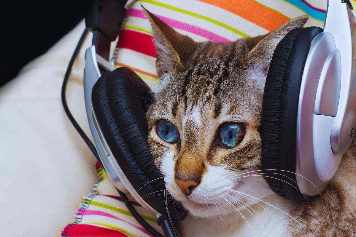 Gatto con le cuffie